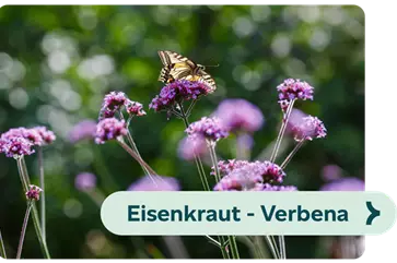 Weiterführendes-Bild-eisenkraut-blühbild-kiefl-gartencenter-mit-cafe-und-restaurant-in-gauting-bei-münchen .png