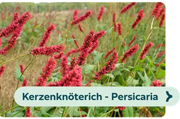 Weiterführendes-Bild-kerzenknöterich-blühbild-kiefl-gartencenter-in-gauting-bei-münchen .png