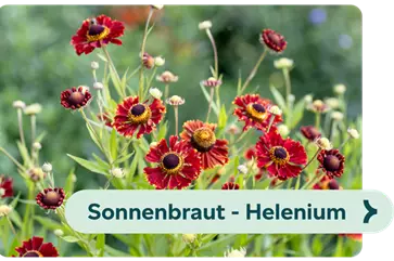 Weiterführendes-Bild-sonnenbraut-blühbild-kiefl-gartencenter-mit-cafe-in-gauting-bei-münchen .png
