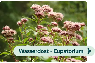 Weiterführendes-Bild-wasserdost-blühbild-kiefl-gartencenter-in-gauting-bei-münchen .png