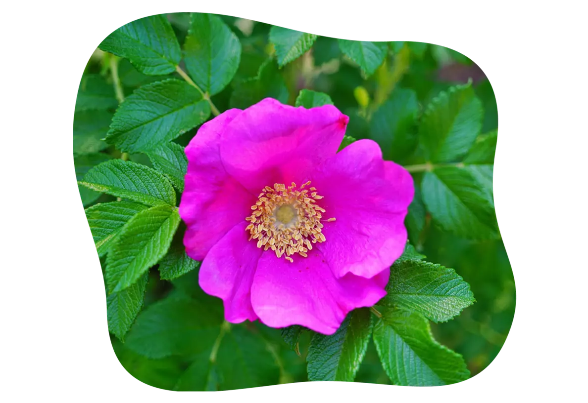 Rosa_rugosa_kiefls_welt_in_gauting_bei_muenchen_.png