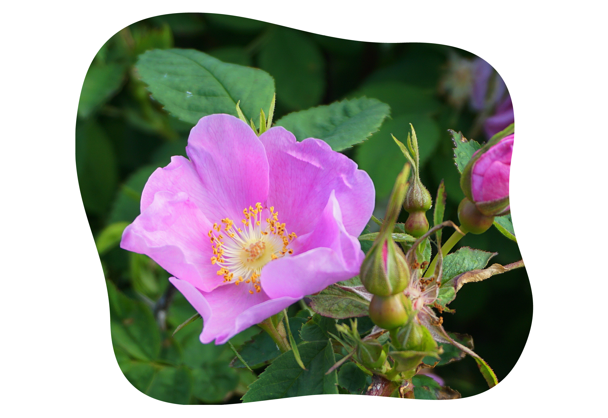 Rosa_rubiginosa_kiefls_welt_in_gauting_bei_muenchen_.png