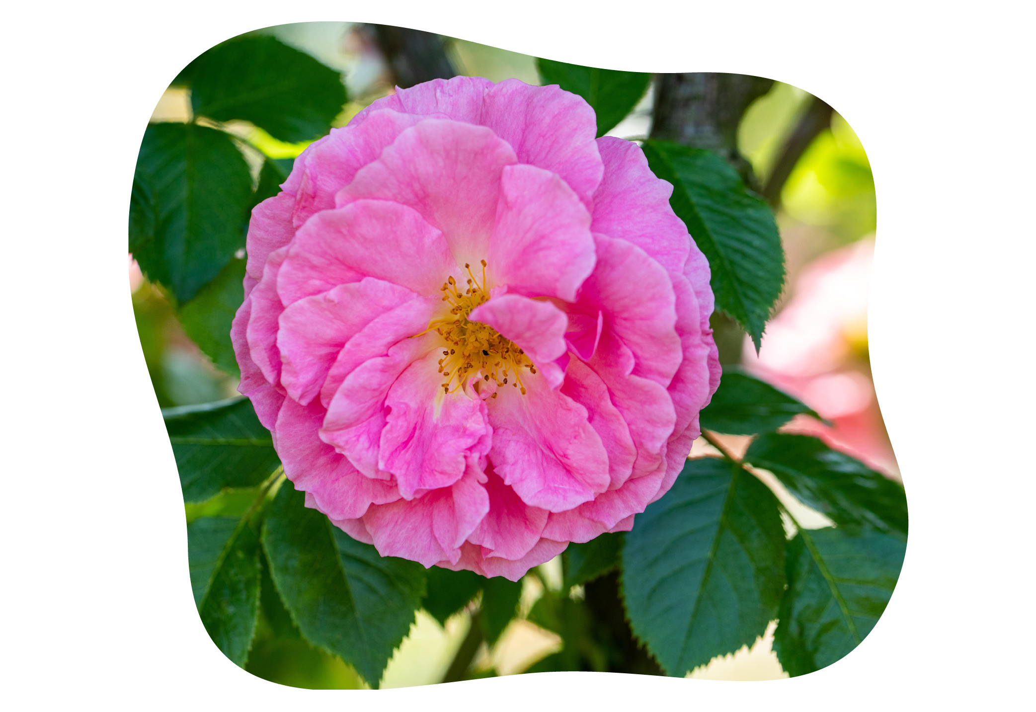 rosa-gallica_kiefls_welt_in_gauting_bei_muenchen_.png
