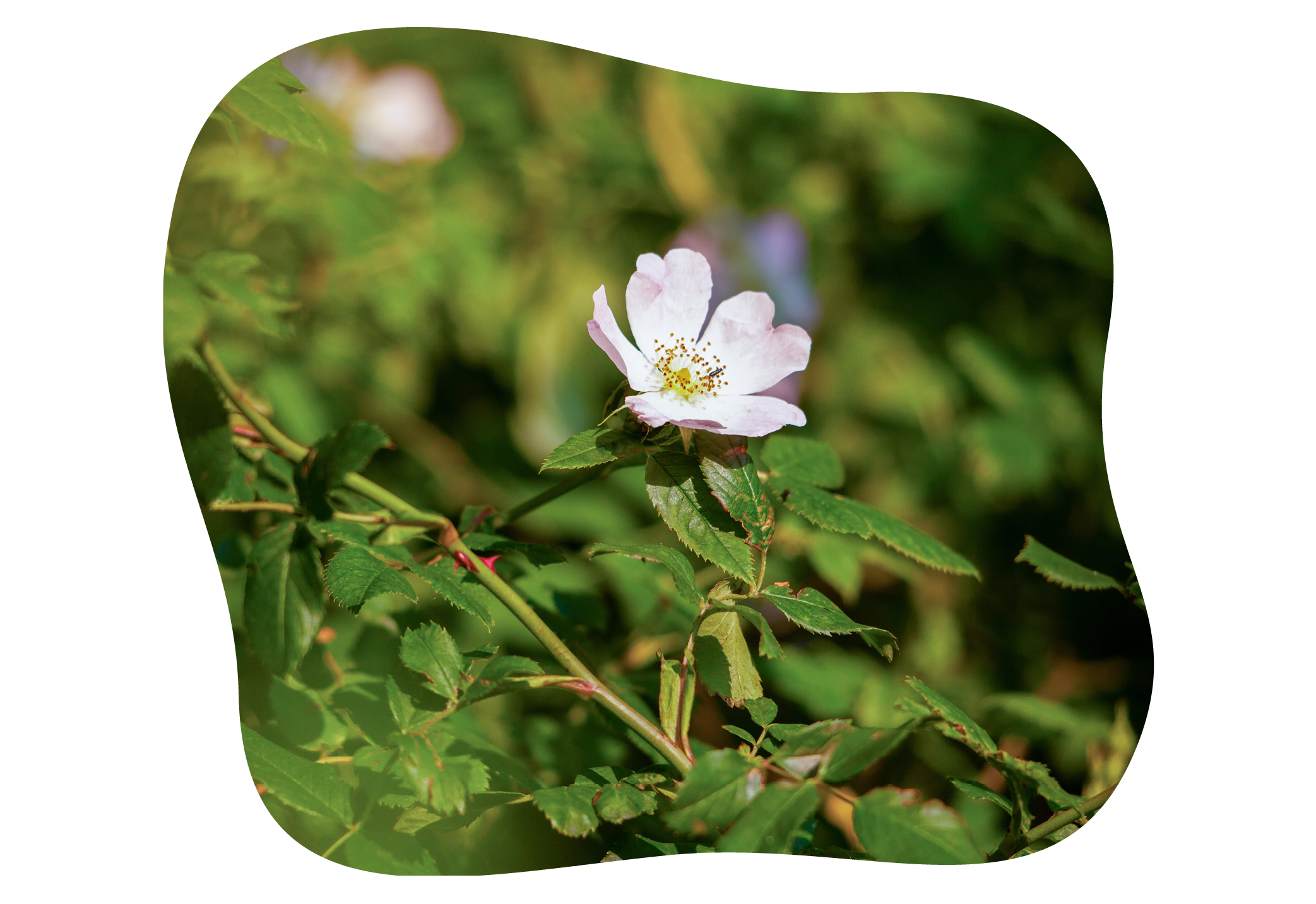 rosa-canina_kiefls_welt_in_gauting_bei_muenchen_.png