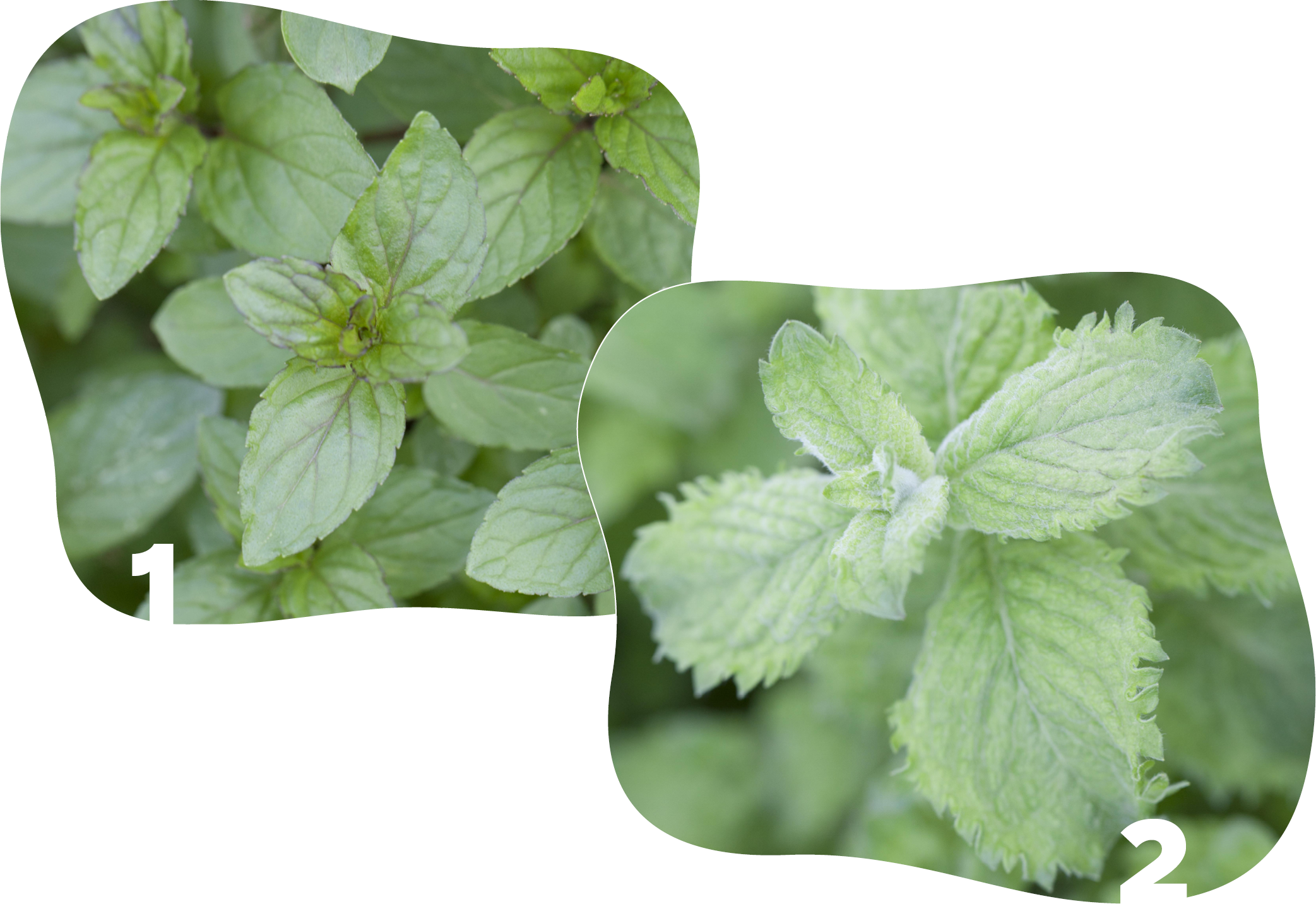 pfefferminze_mojito_minze_kiefls_welt_in_gauting_bei_muenchen_.png