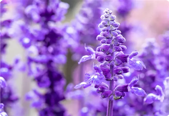 Balkonpflanzen-Empfehlung