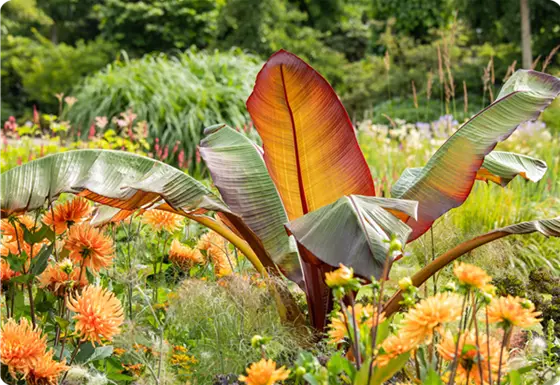 Terrassenpflanzen-Alternativen