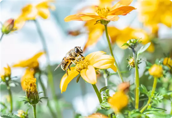 Bienenfreundlicher Balkon