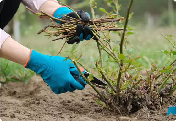 Rosenschnitt im März 