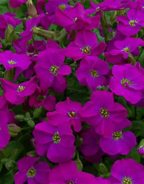 Aubrieta x cult.'Purple Supreme'