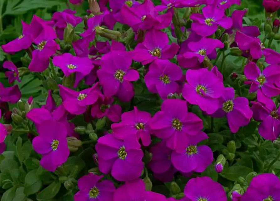 Aubrieta x cult.'Purple Supreme'