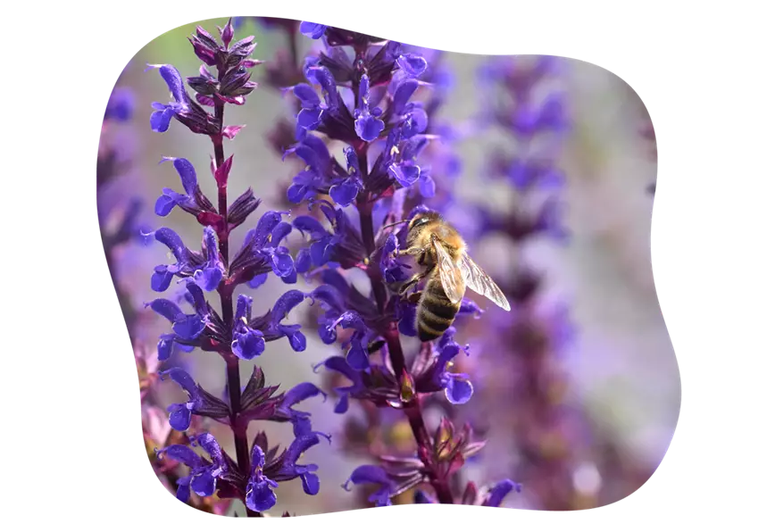 salvia_kiefls_welt_in_gauting_bei_muenchen_2.png