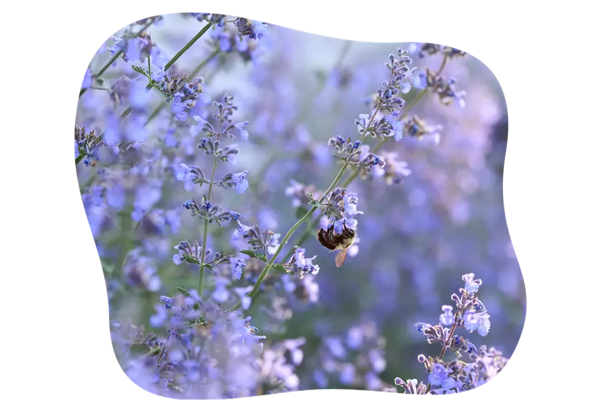 nepeta-faassenii_kiefls_welt_in_gauting_bei_muenchen_1.png