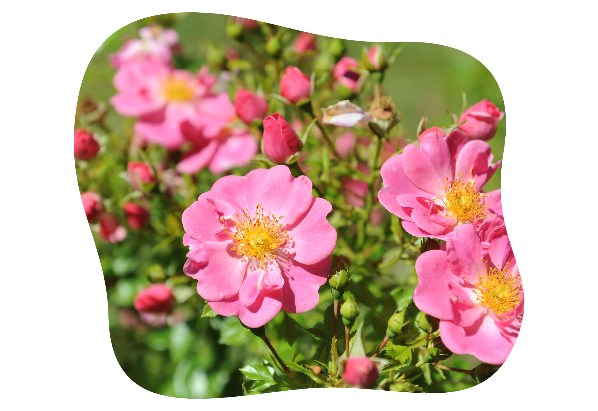 bienenweide_r_rose_in_kiefls_welt_gartencenter_kiefl_in_gauting_bei_meunchen.png