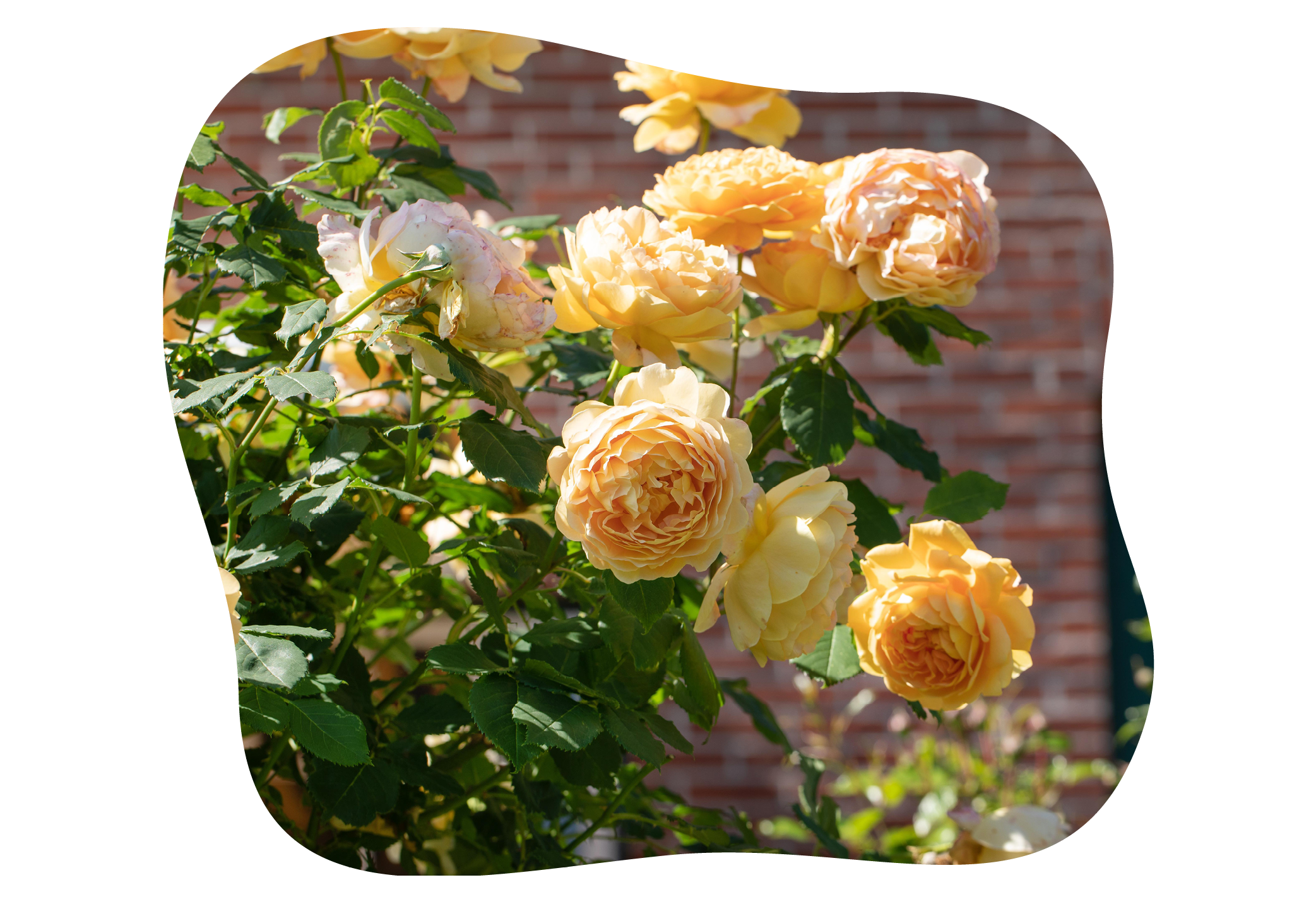 rosenpflege_im_juni_kiefls_welt_gartencenter_kiefl_in_gauting_bei_muenchen.png