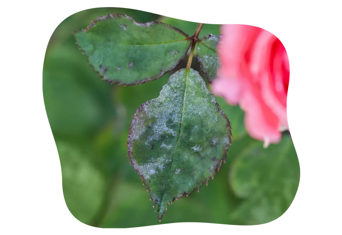 rosenpflege_im_juni_kiefls_welt_gartencenter_kiefl_in_gauting_bei_muenchen-1.png