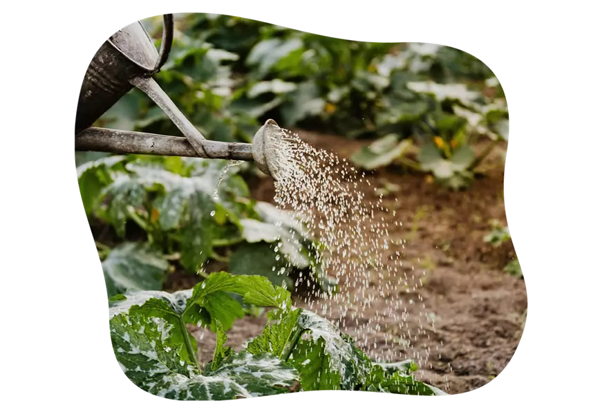 gemüsegarten_im_juni_kiefls_welt_gartencenter_kiefl_in_gauting_bei_muenchen-2.png