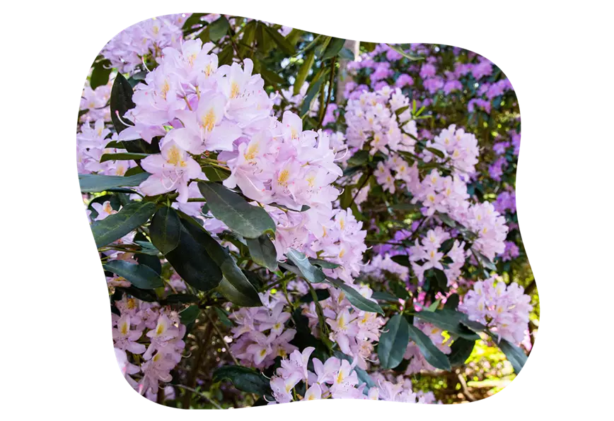 rhododendron-ausbrechen_kiefls_welt_in_gauting_bei_muenchen_21-25.png