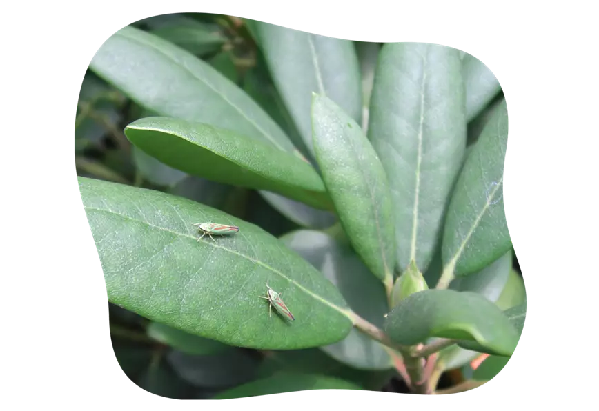 rhododendron-zikaden_kiefls_welt_in_gauting_bei_muenchen_21-25.png