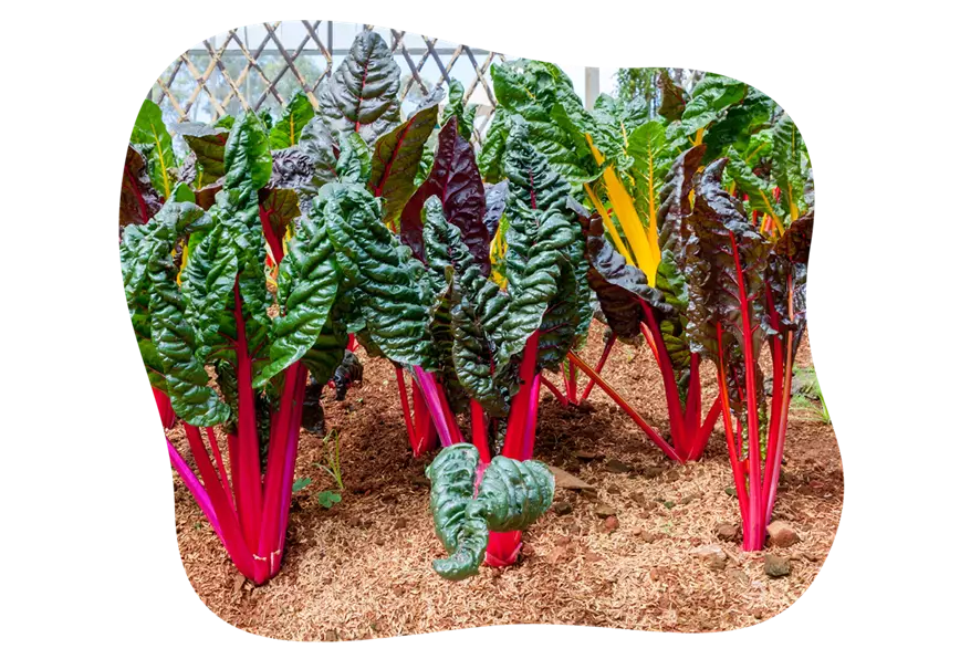 gemüsegarten_im_juni-mangold_kiefls_welt_gartencenter_kiefl_in_gauting_bei_muenchen-2.png