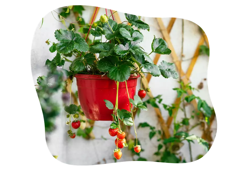 erster-naschgarten-erdbeeren_kiefls_welt_gartencenter_kiefl_in_gauting_bei_muenchen_21-25.png