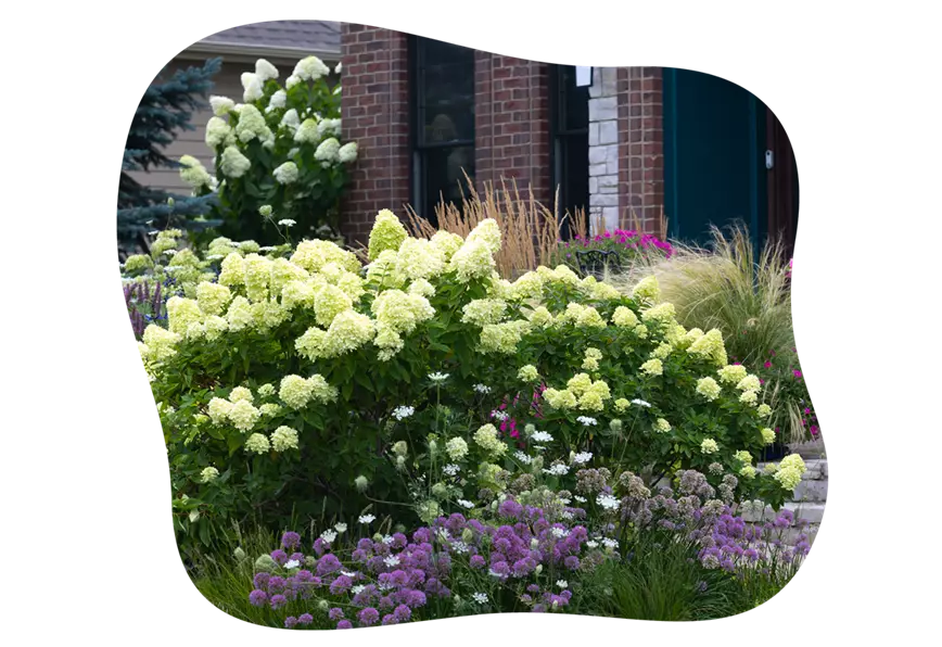 rispenhortensie-limelight-im-beet_kiefls_welt_gartencenter_kiefl_in_gauting_bei_muenchen_21-25_2.png