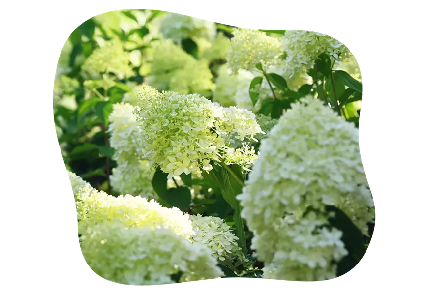 rispenhortensie-limelight-im-beet_kiefls_welt_gartencenter_kiefl_in_gauting_bei_muenchen_21-25_3.png