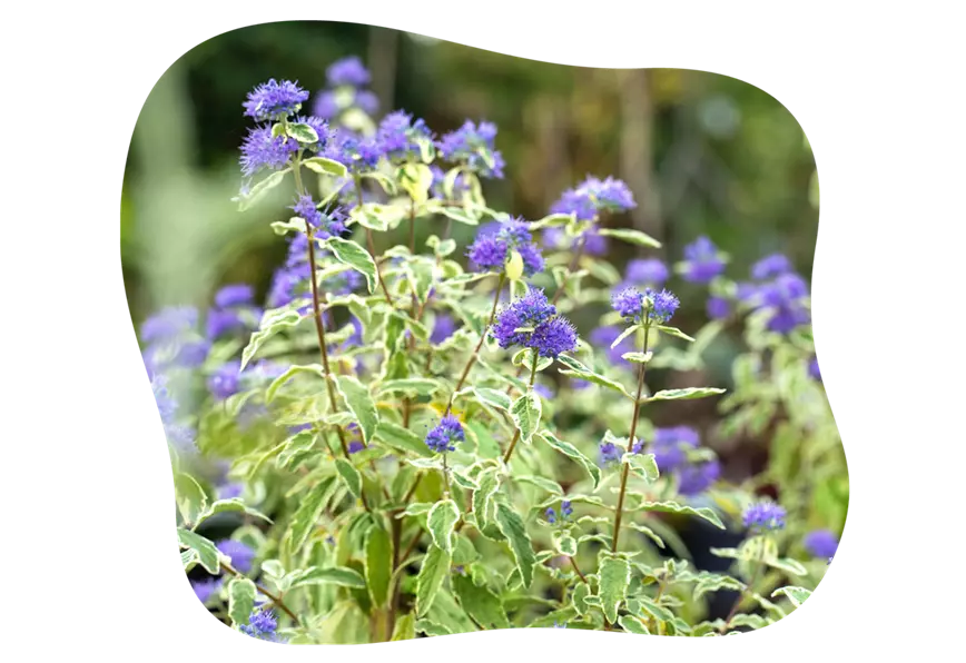 bartblume-white-suprise_kiefls_welt_gartencenter_kiefl_in_gauting_bei_muenchen-1.png