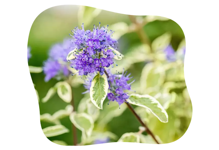 bartblume-white-suprise_2_kiefls_welt_gartencenter_kiefl_in_gauting_bei_muenchen-1.png
