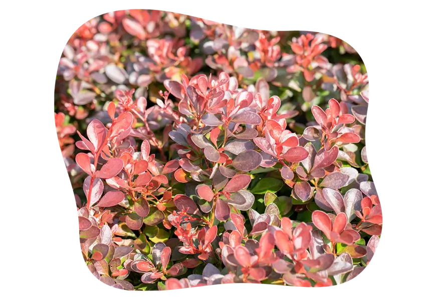 blut-berberis_2_kiefls_welt_gartencenter_kiefl_in_gauting_bei_muenchen-1.png