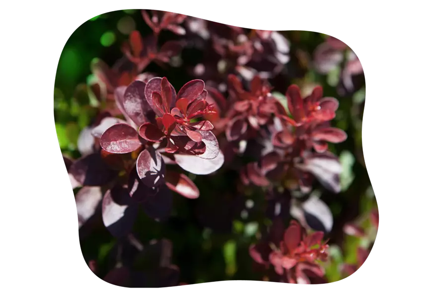 blut-berberis_kiefls_welt_gartencenter_kiefl_in_gauting_bei_muenchen-1.png