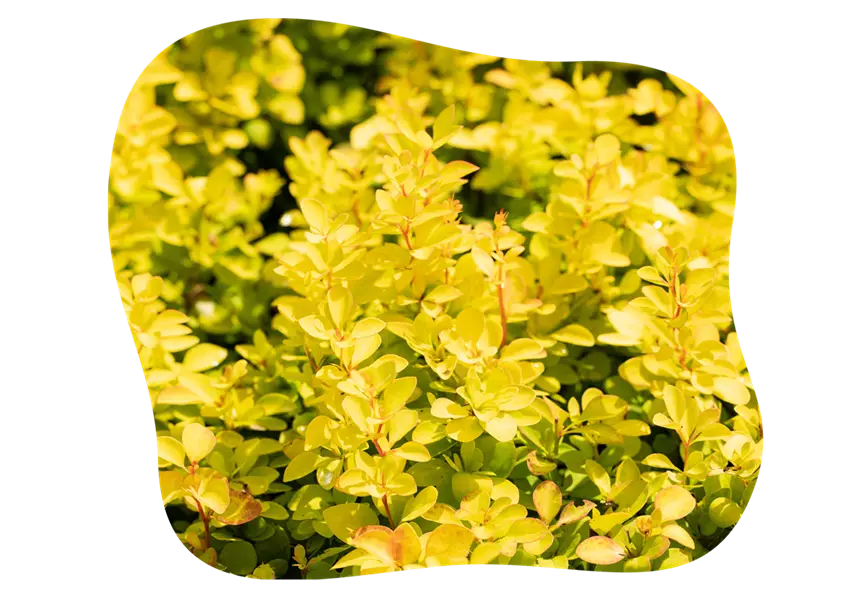 limoncello-berberis_2_kiefls_welt_gartencenter_kiefl_in_gauting_bei_muenchen-1.png