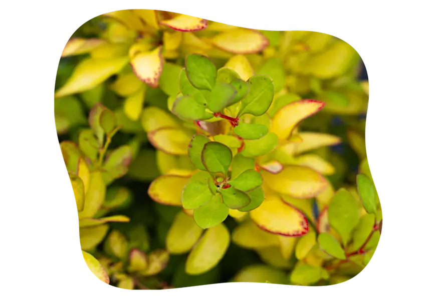 limoncello-berberis_kiefls_welt_gartencenter_kiefl_in_gauting_bei_muenchen-1.png