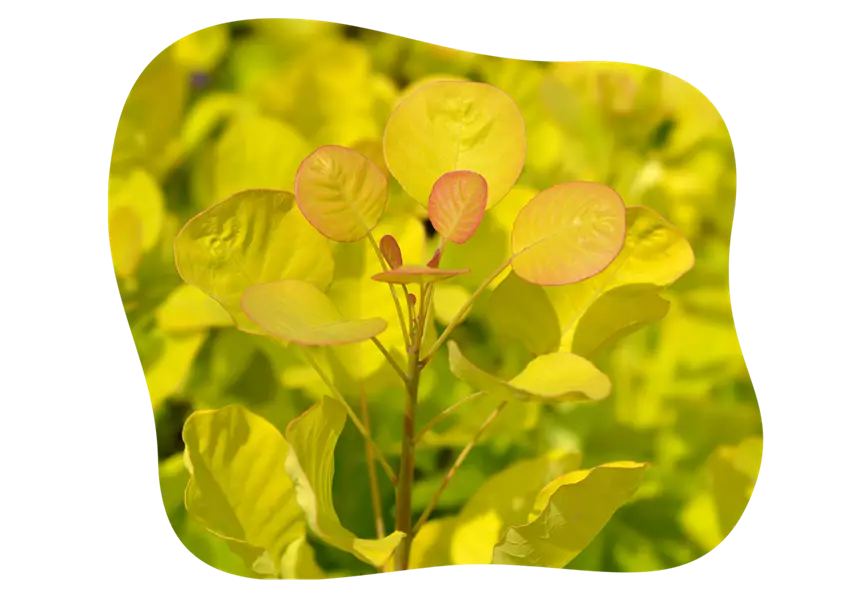 gold-perueckenstrauch_kiefls_welt_gartencenter_kiefl_in_gauting_bei_muenchen-1.png
