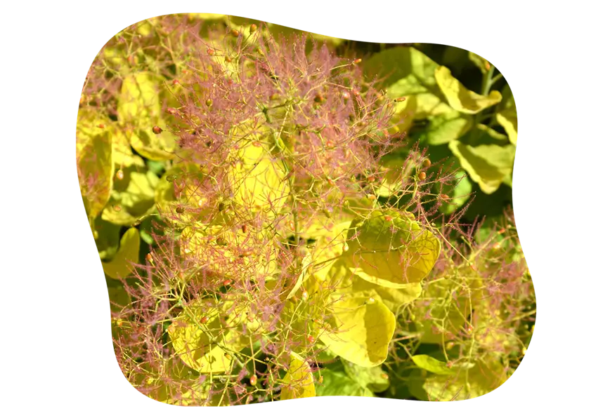 gold-perueckenstrauch_2_kiefls_welt_gartencenter_kiefl_in_gauting_bei_muenchen-1.png