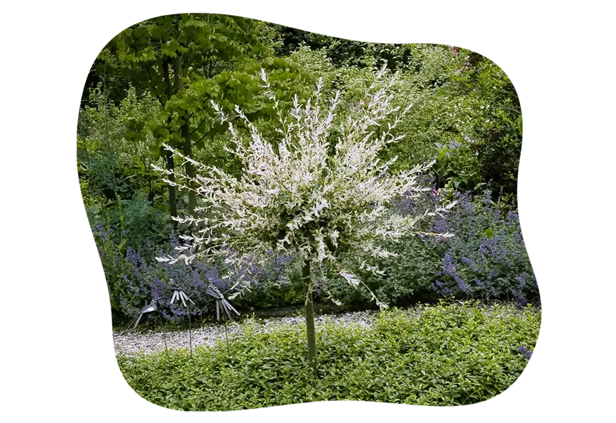 Harlekinweide_kiefls_welt_gartencenter_kiefl_in_gauting_bei_muenchen-1.png