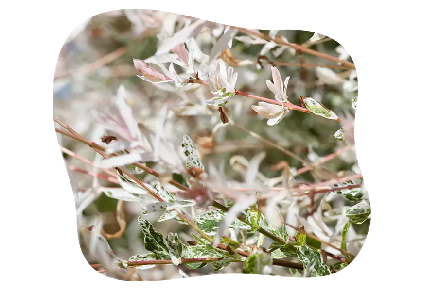 Harlekinweide_2_kiefls_welt_gartencenter_kiefl_in_gauting_bei_muenchen-1.png