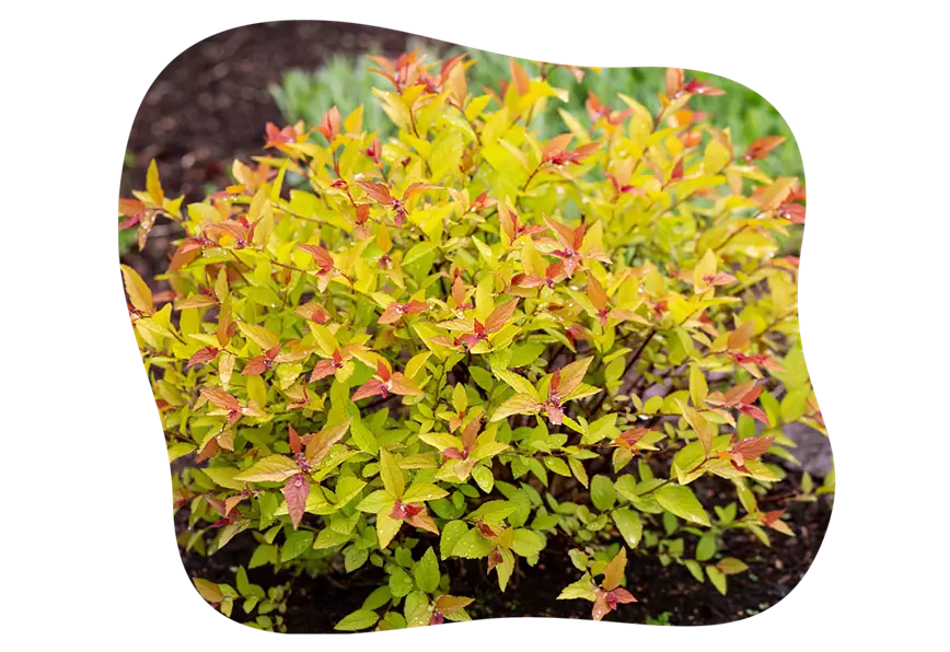 spiraea_kiefls_welt_gartencenter_kiefl_in_gauting_bei_muenchen_22-25.png