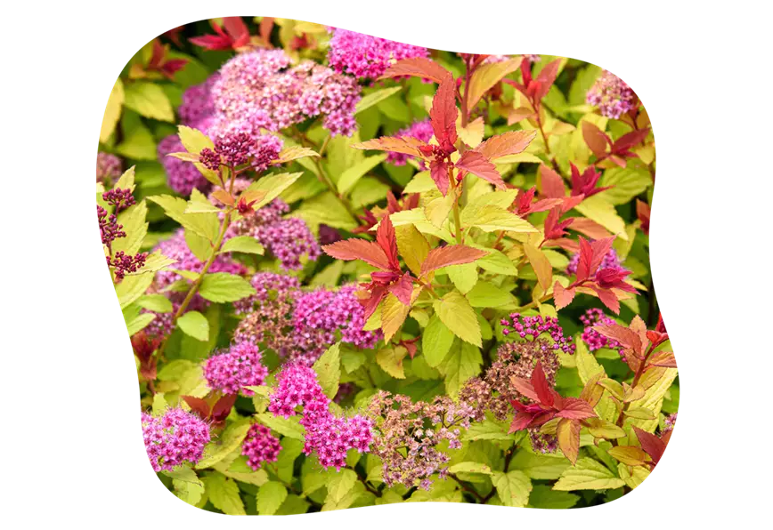 spiraea_2_kiefls_welt_gartencenter_kiefl_in_gauting_bei_muenchen-1.png
