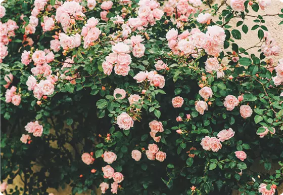 Rosenpflege im Juni – Rückschnitt, Düngung & Schutz