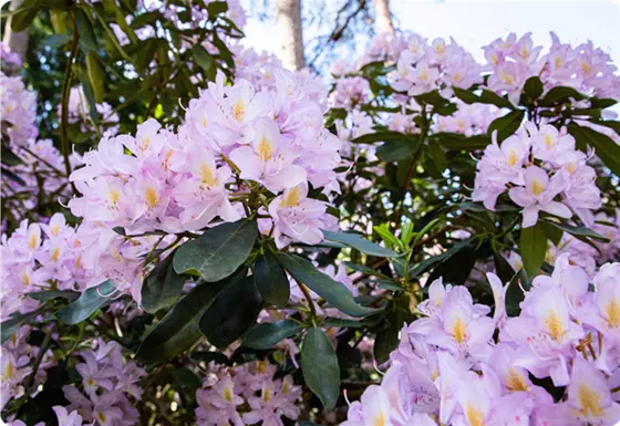 Rhododendron richtig pflegen