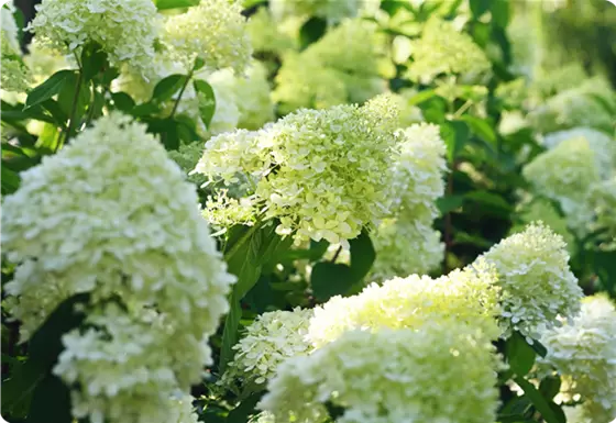 Rispen-Hortensien – Garden Lights Collection