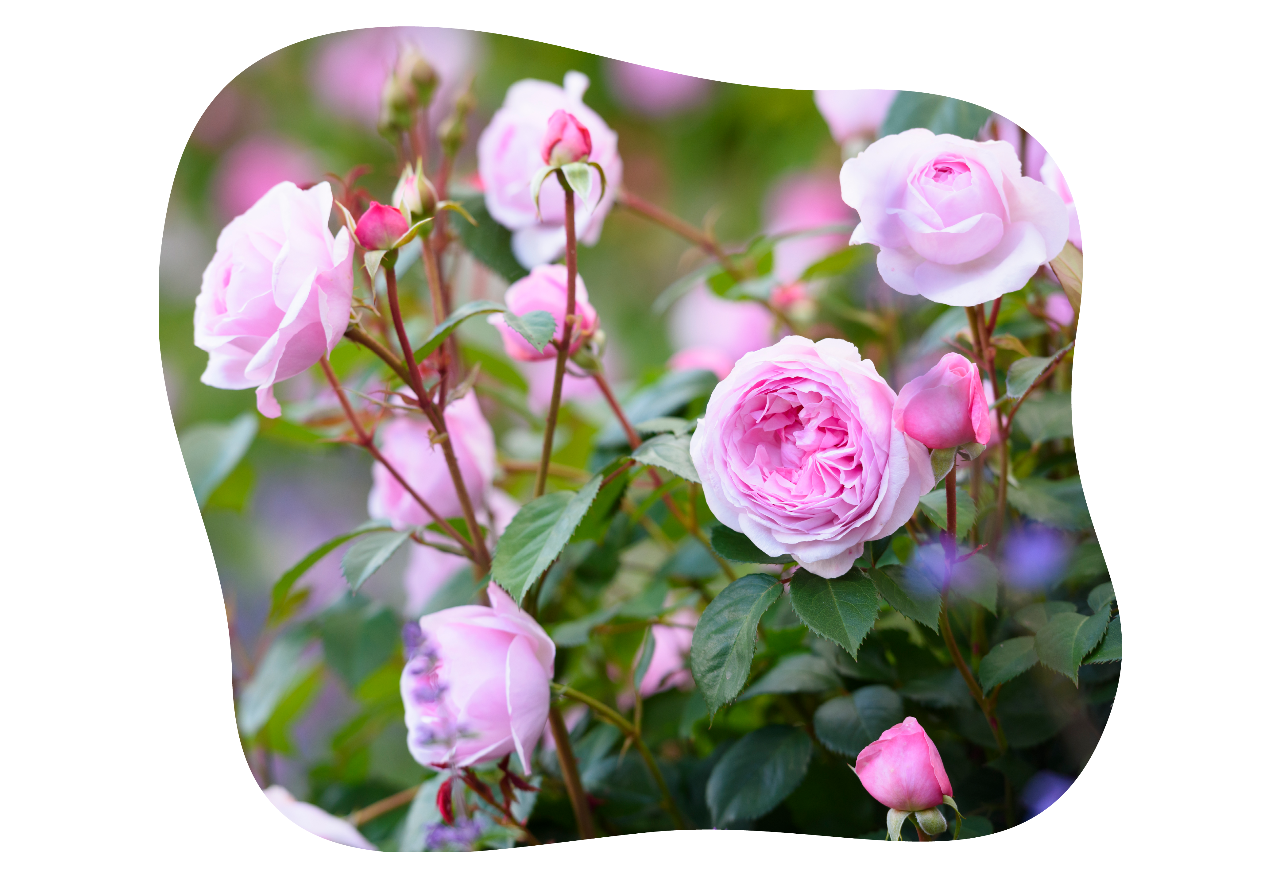olivia_rose_austin_in_kiefls_welt_gartencenter_kiefl_in_gauting_bei_muenchen_2.png