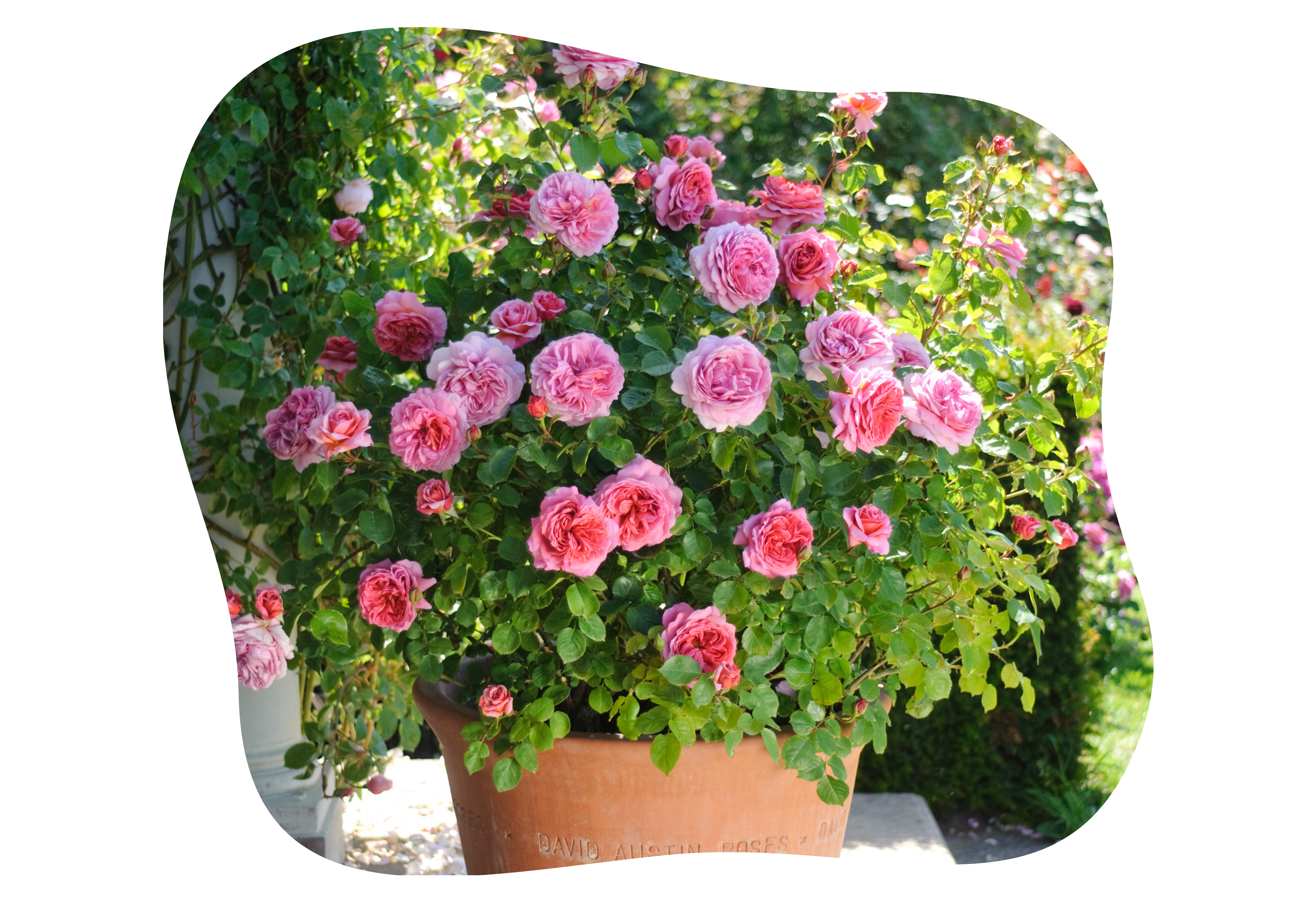 princess_alexandra_of_kent_in_kiefls_welt_gartencenter_kiefl_in_gauting_bei_muenchen_2.png