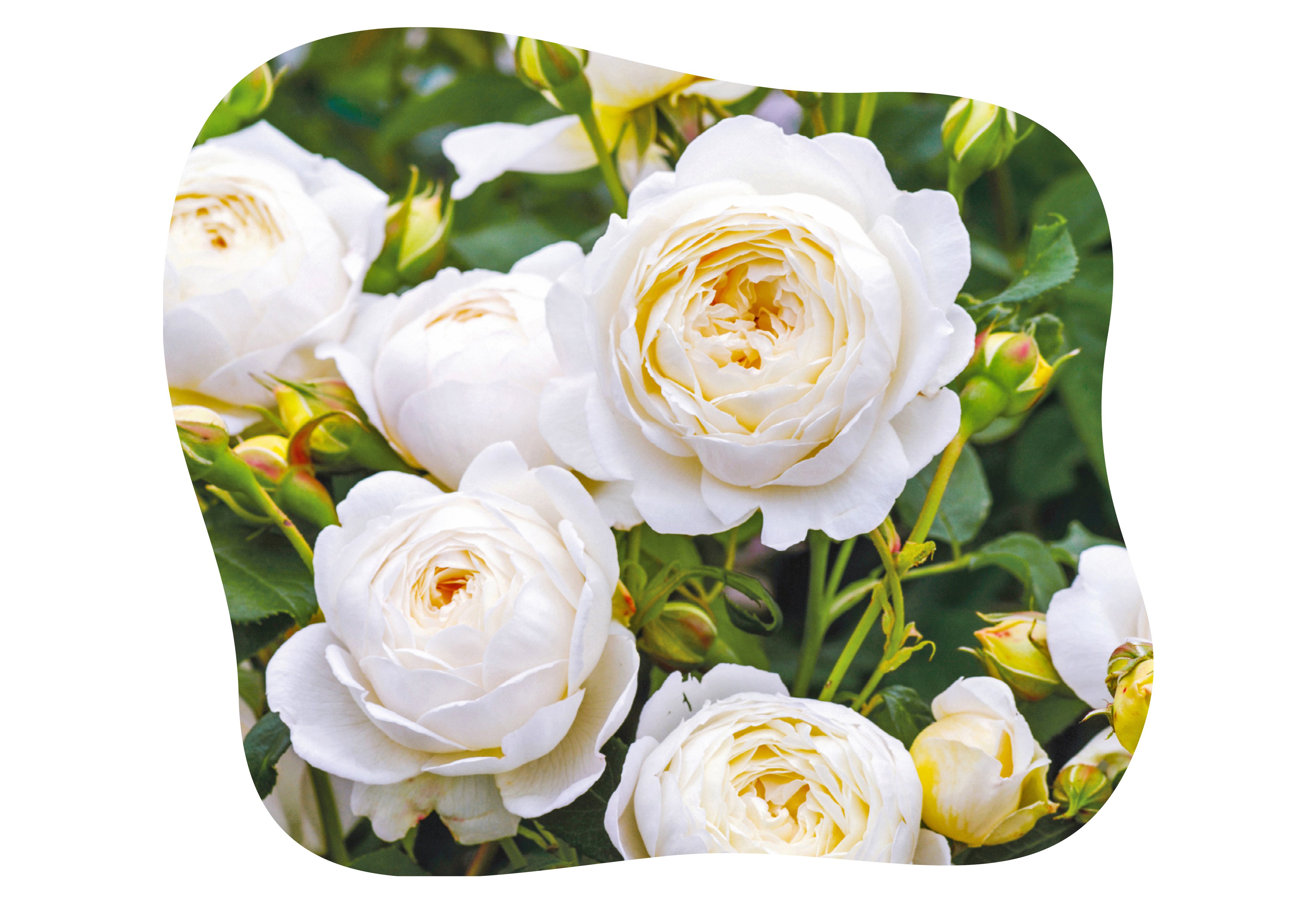 claire_austin_in_kiefls_welt_gartencenter_kiefl_in_gauting_bei_muenchen_2.png