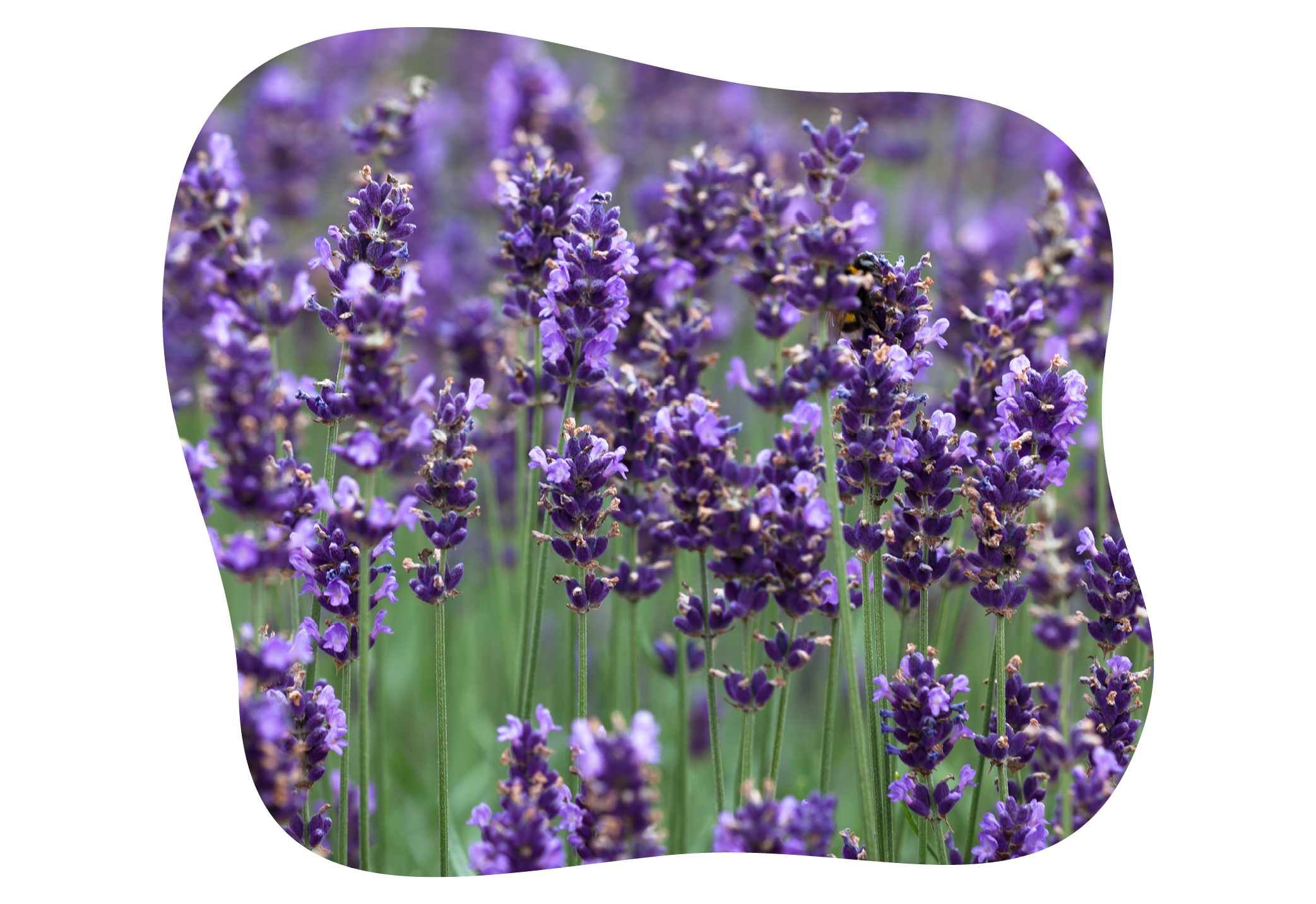 lavandula_angustifolia_hidcote_blue_in_kiefls_welt_in_guating_bei_muenchen.png