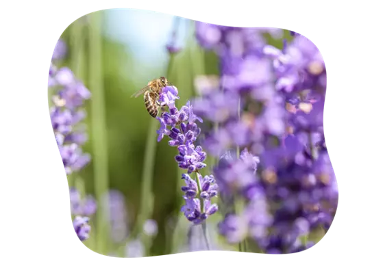lavandula_angustifolia_mit_biene_in_kiefls_welt_in_guating_bei_muenchen.png
