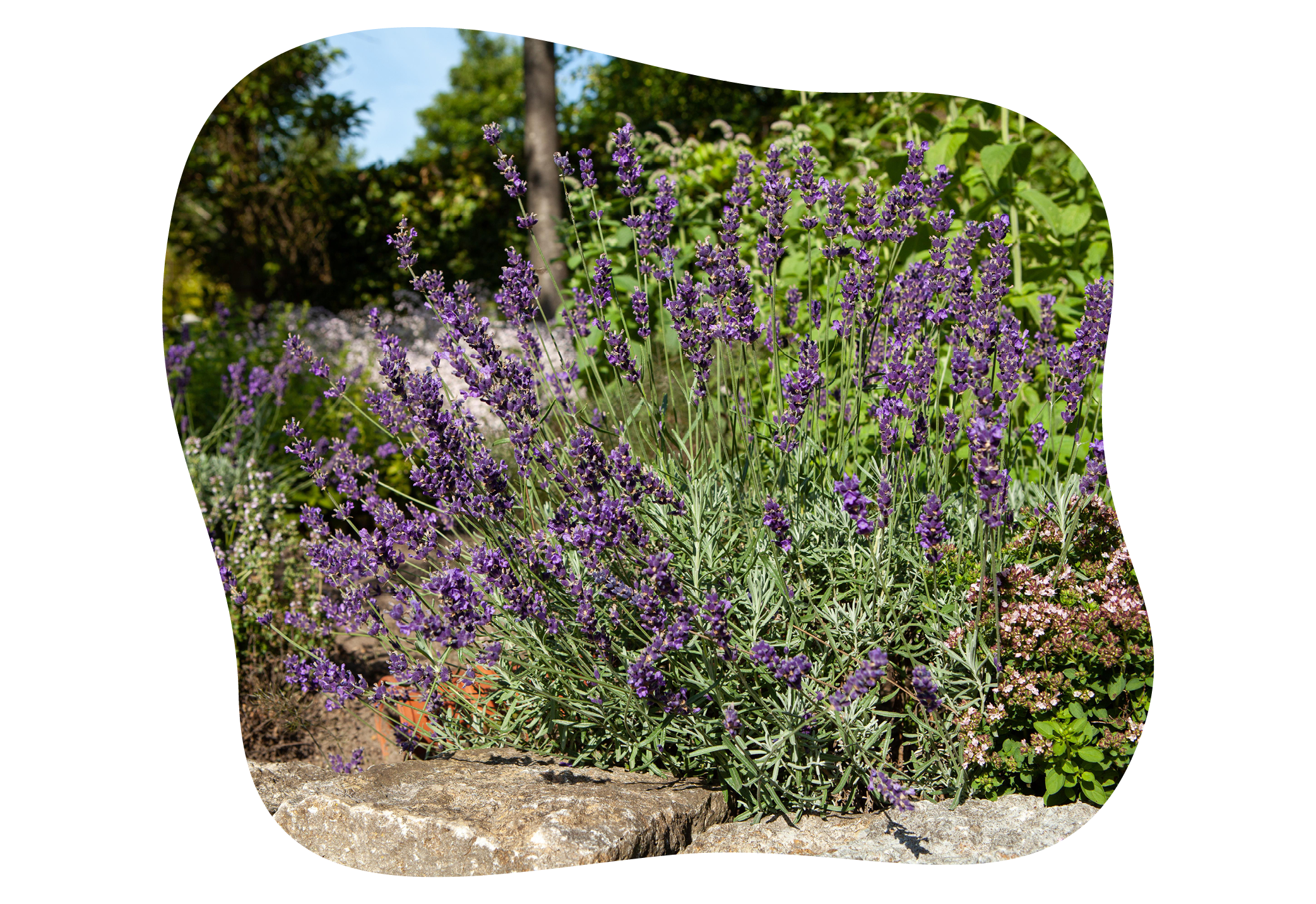 lavandula_angustifolia_hidcote_blue_standort_in_kiefls_welt_in_guating_bei_muenchen.png