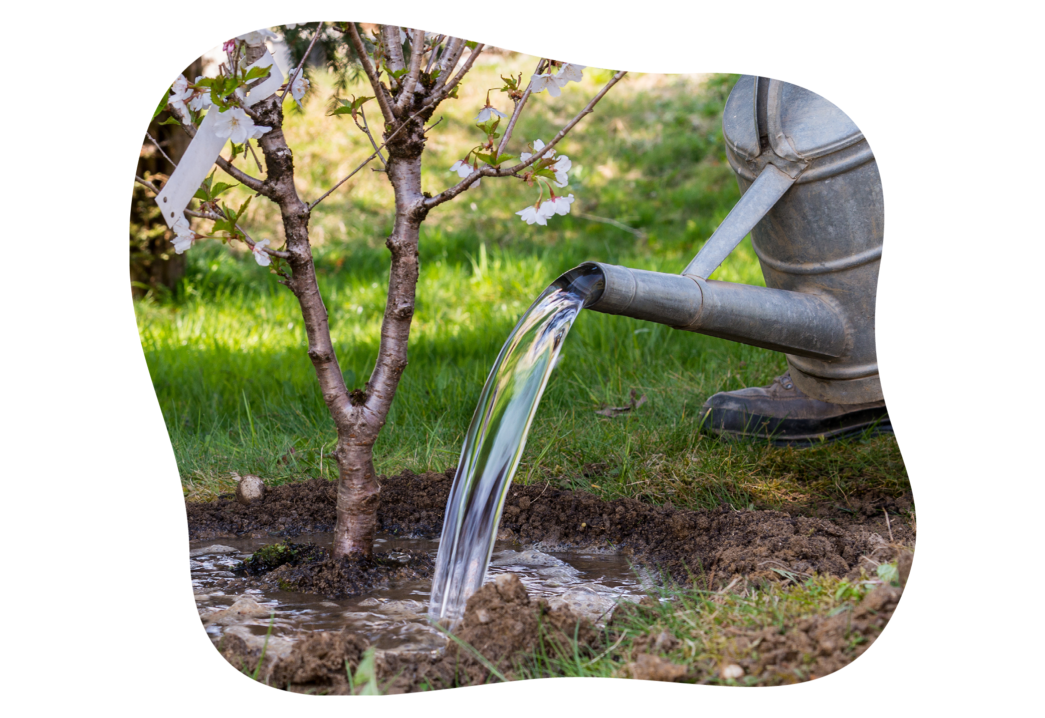sommer_gießtipps-im-gartencenter-kiefl-in-gauting-bei-muenchen.png