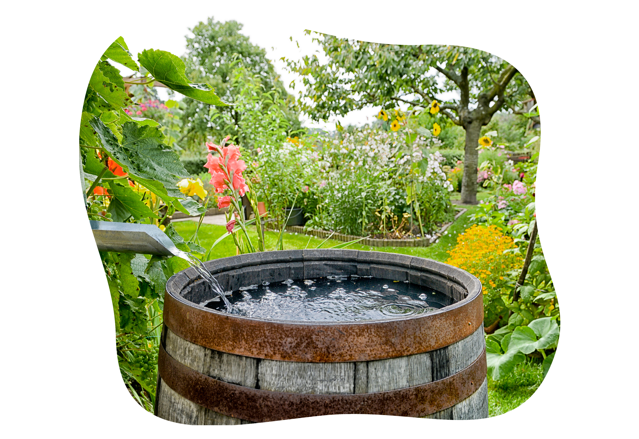 sommer_gießtipps-im-gartencenter-kiefl-in-gauting-bei-muenchen_1.png